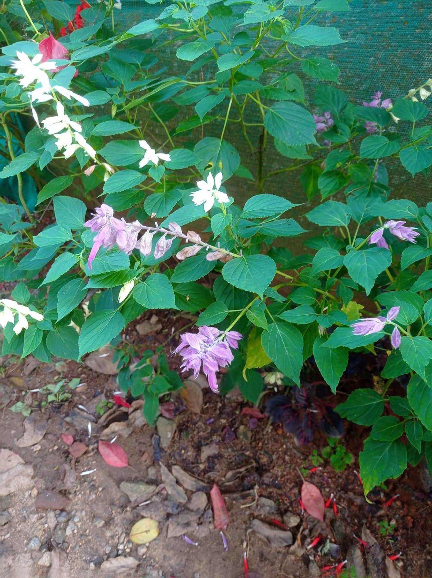 Munnar Home Stay Teadrops Plantation Villa Buitenkant foto