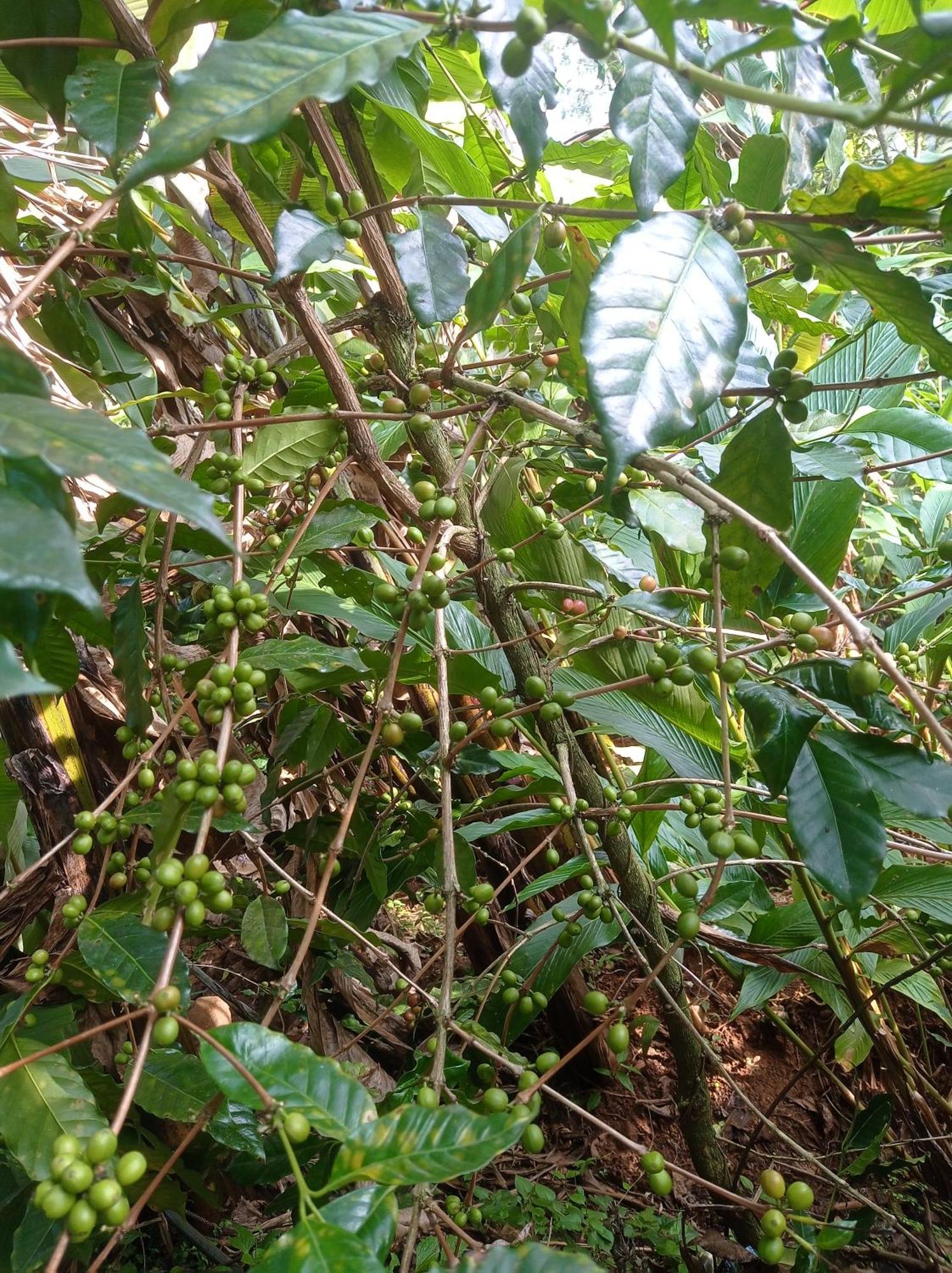 Munnar Home Stay Teadrops Plantation Villa Buitenkant foto