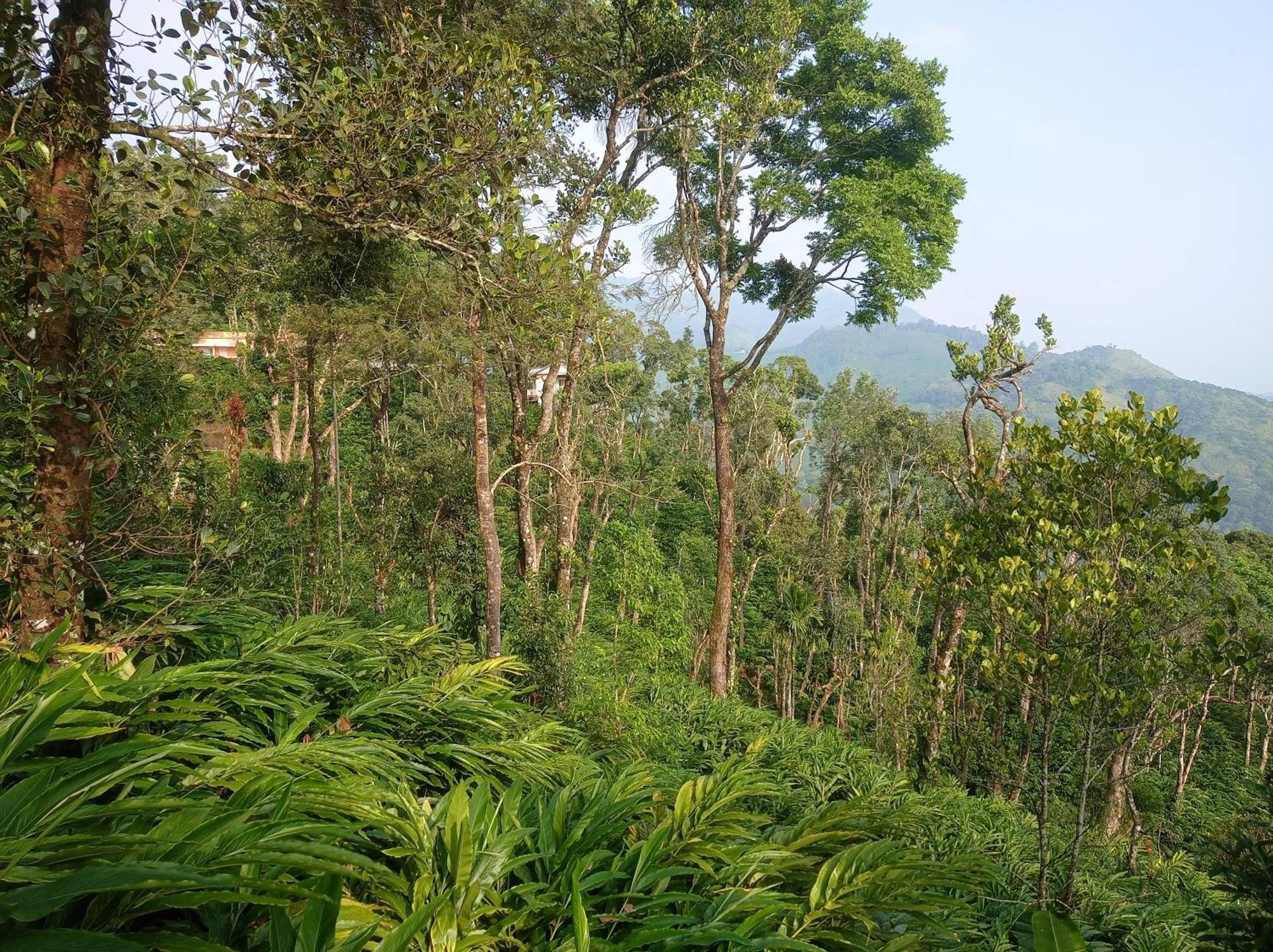 Munnar Home Stay Teadrops Plantation Villa Buitenkant foto