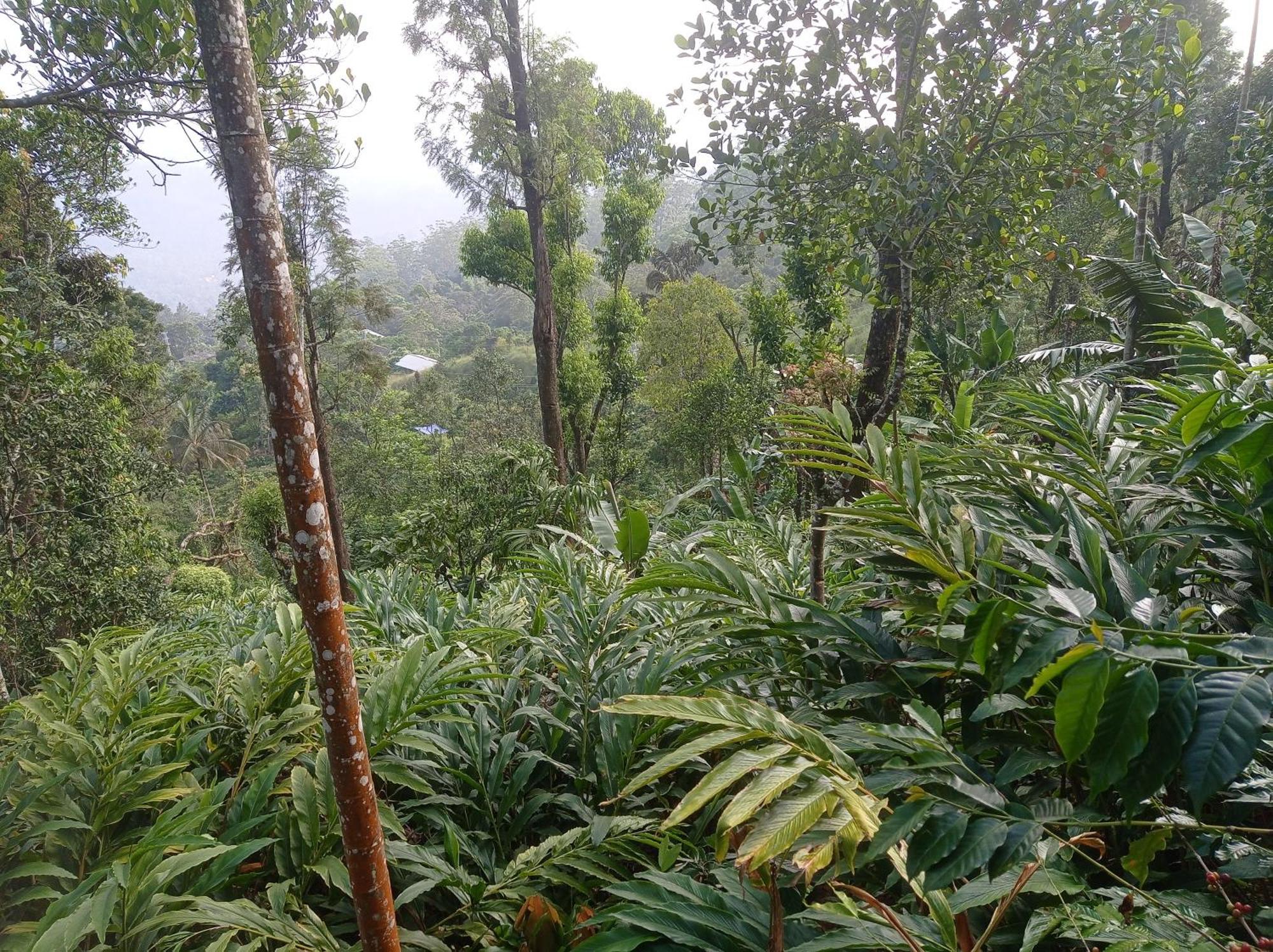 Munnar Home Stay Teadrops Plantation Villa Buitenkant foto