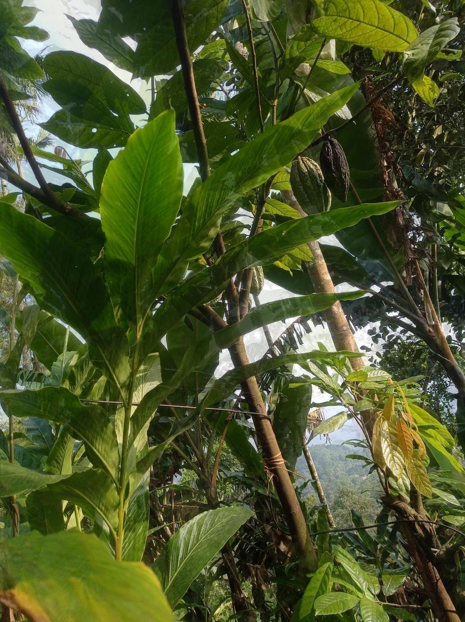 Munnar Home Stay Teadrops Plantation Villa Buitenkant foto