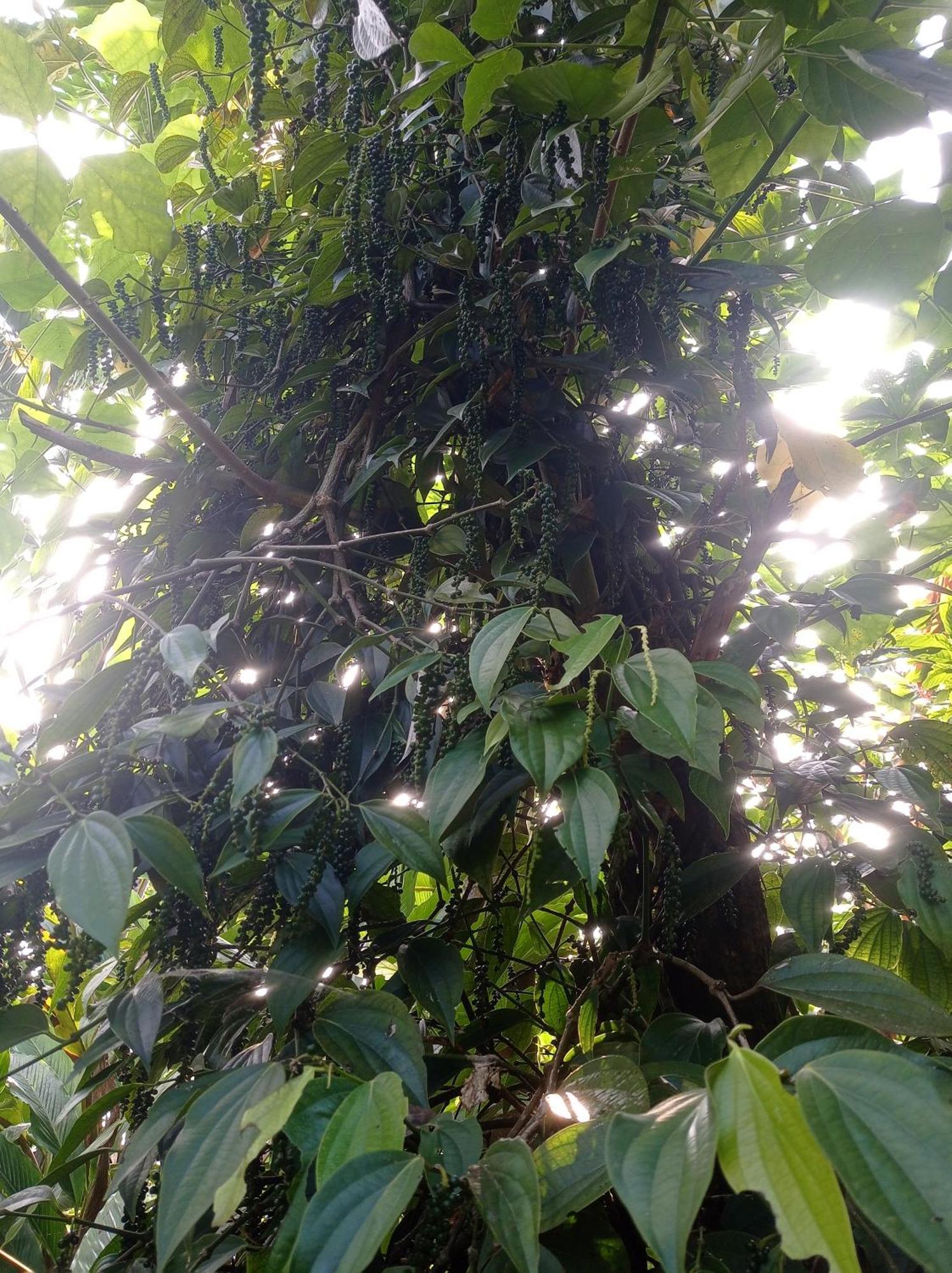 Munnar Home Stay Teadrops Plantation Villa Buitenkant foto