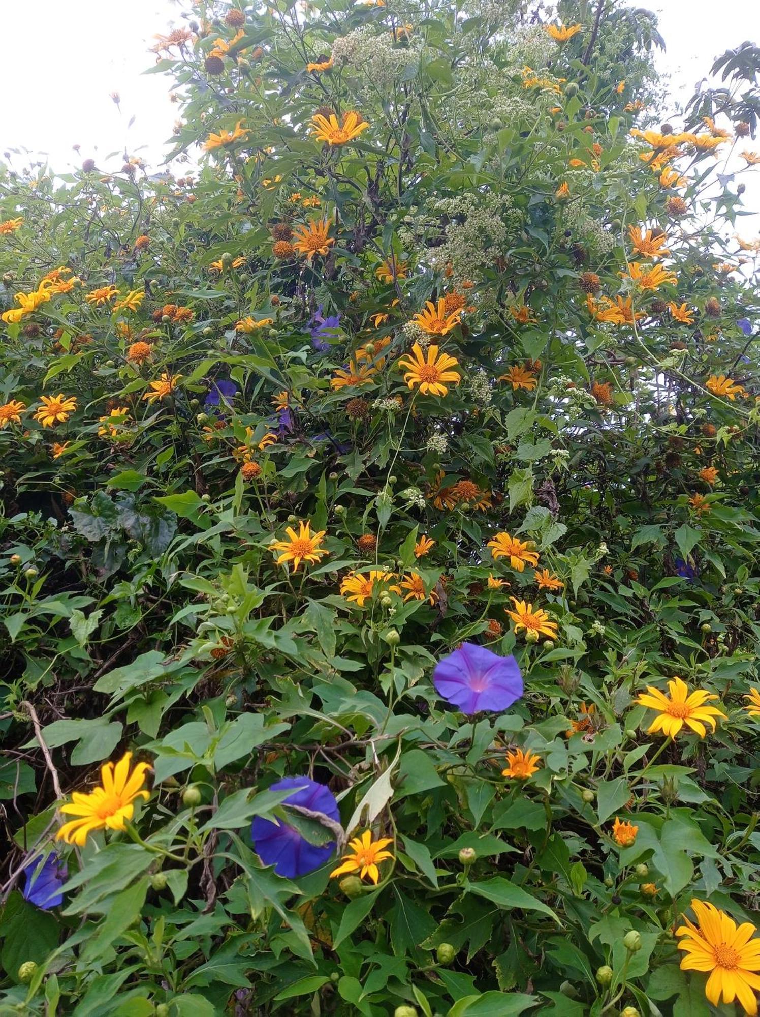 Munnar Home Stay Teadrops Plantation Villa Buitenkant foto