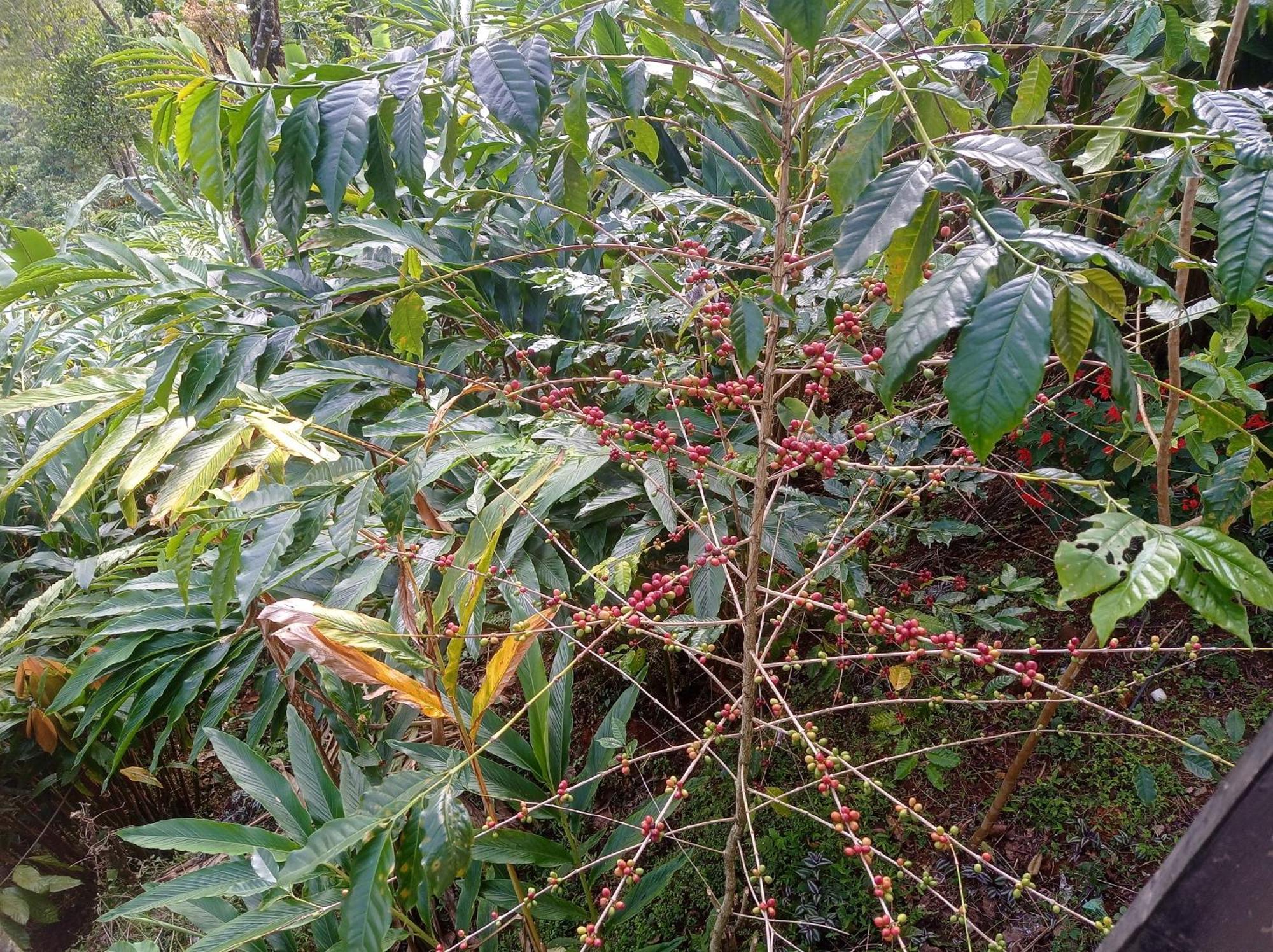 Munnar Home Stay Teadrops Plantation Villa Buitenkant foto